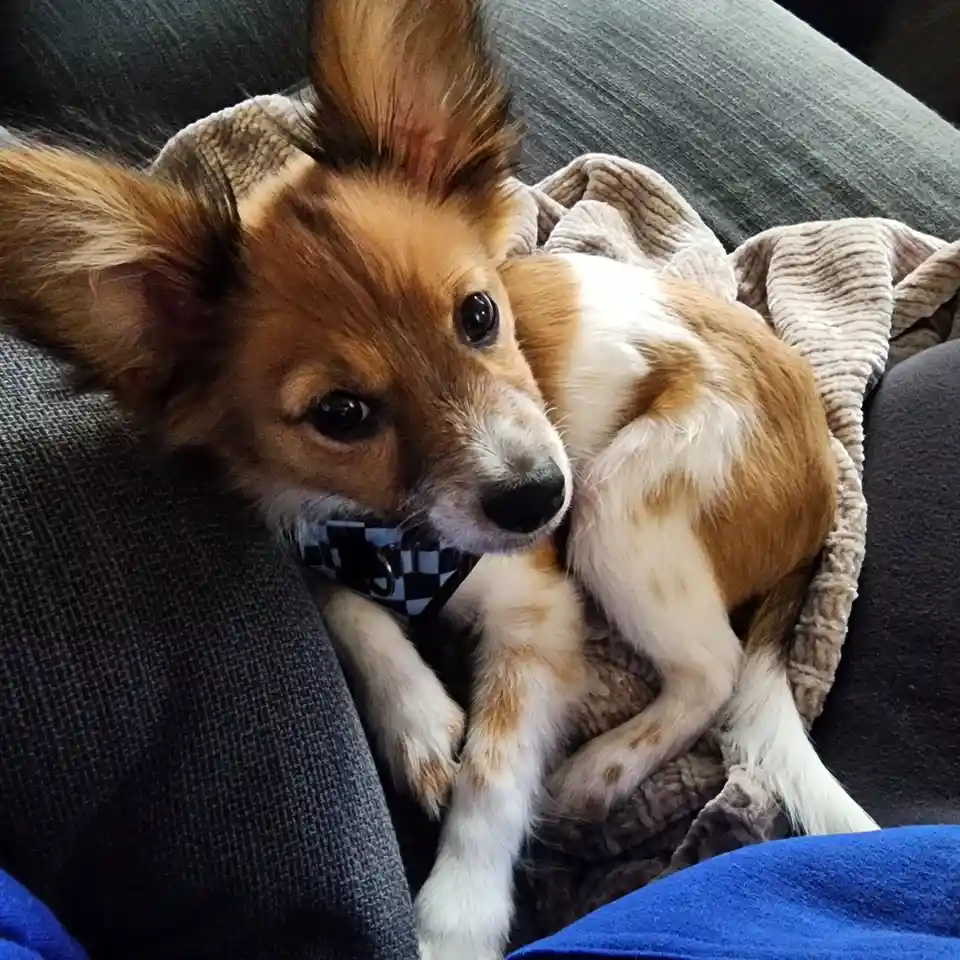 A small brown and white dog with large, fluffy ears is curled up on a dark gray couch, partially covered by a beige blanket…