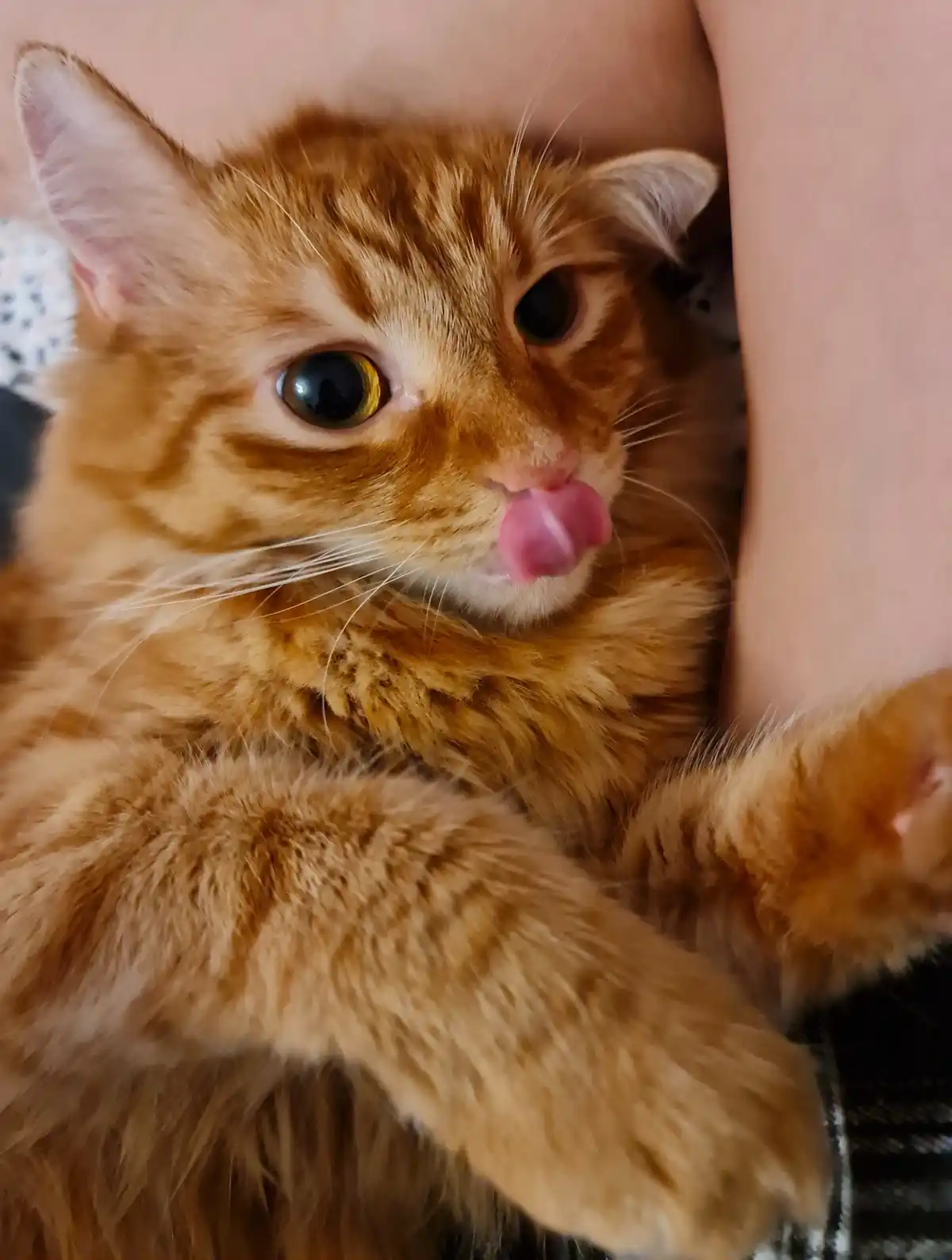 A close-up photo of an orange tabby cat with wide, expressive eyes and its pink tongue sticking out, seemingly licking its…