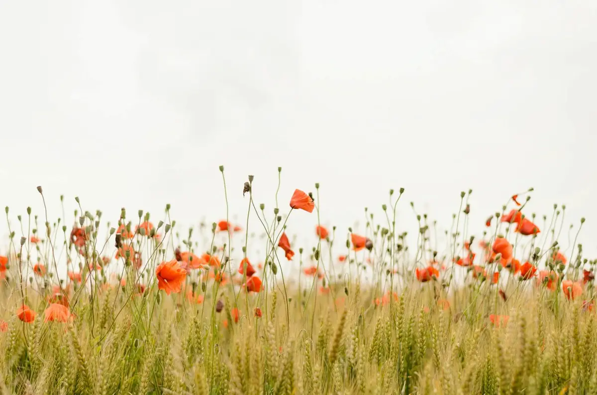 Exploring the Great Outdoors: A Field Adventure