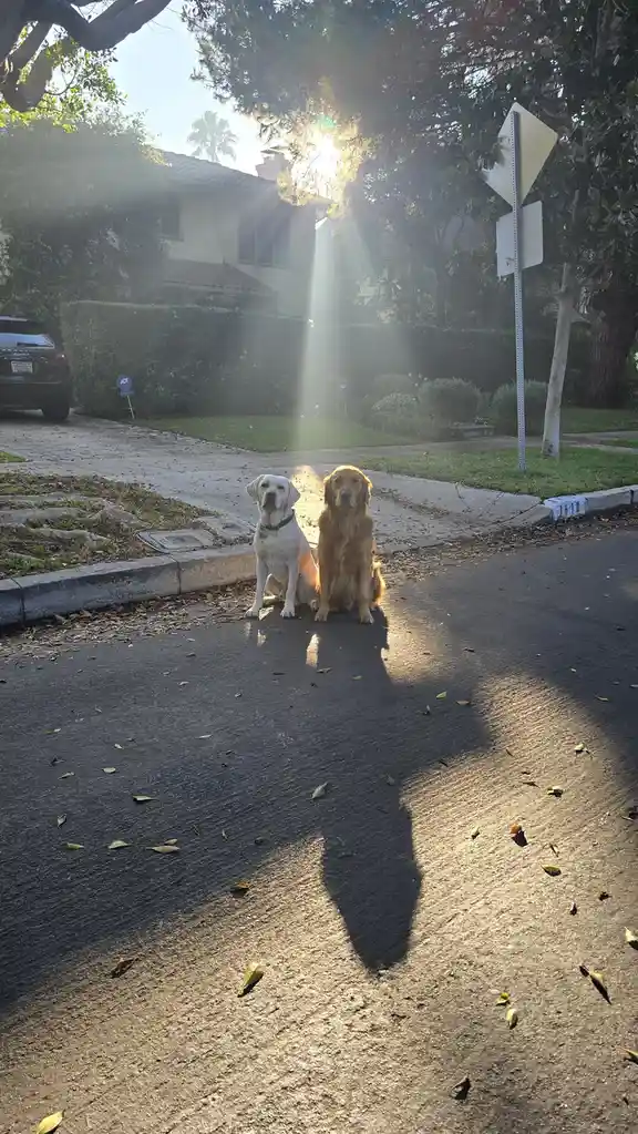 Two dogs, a white lab and a golden retriever, sit side-by-side on a residential street bathed in a bright sunbeam. Their…