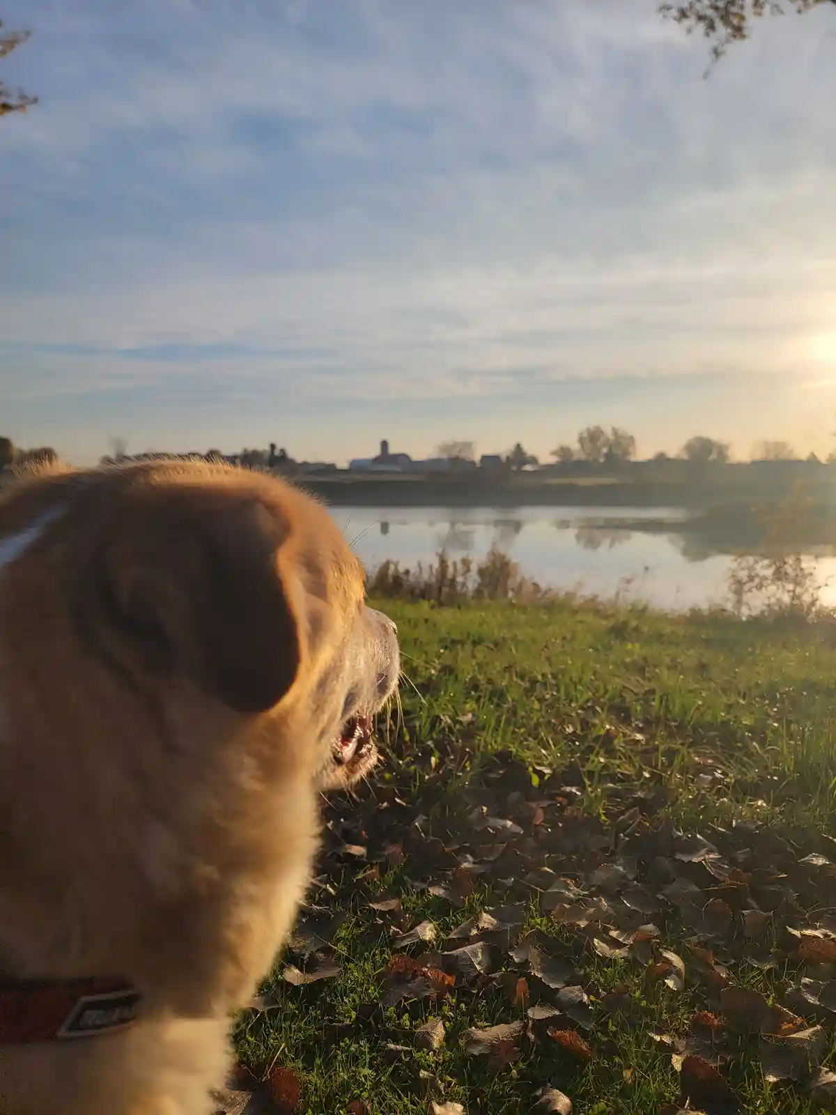 A light brown dog with a red collar is seen from behind, looking out over a grassy field scattered with fallen leaves toward…