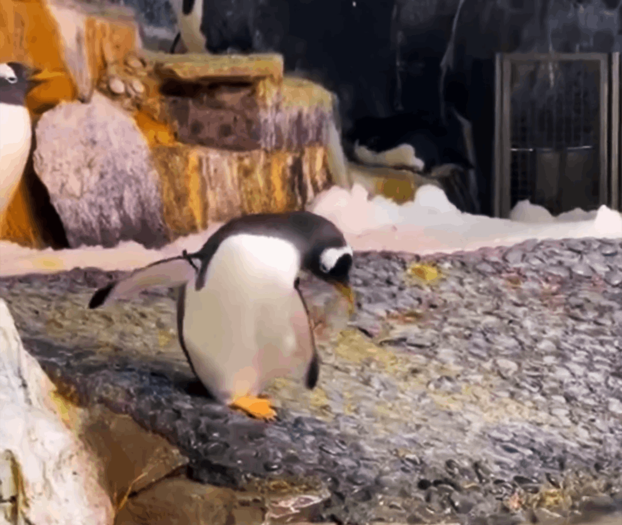 A sequence of six panels shows a penguin walking confidently toward another penguin, then suddenly falling backward into…