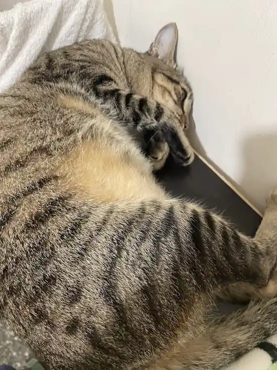a tabby cat is curled up sleeping on a dark surface next to a white wall, with its head tucked in and one ear visible. The…
