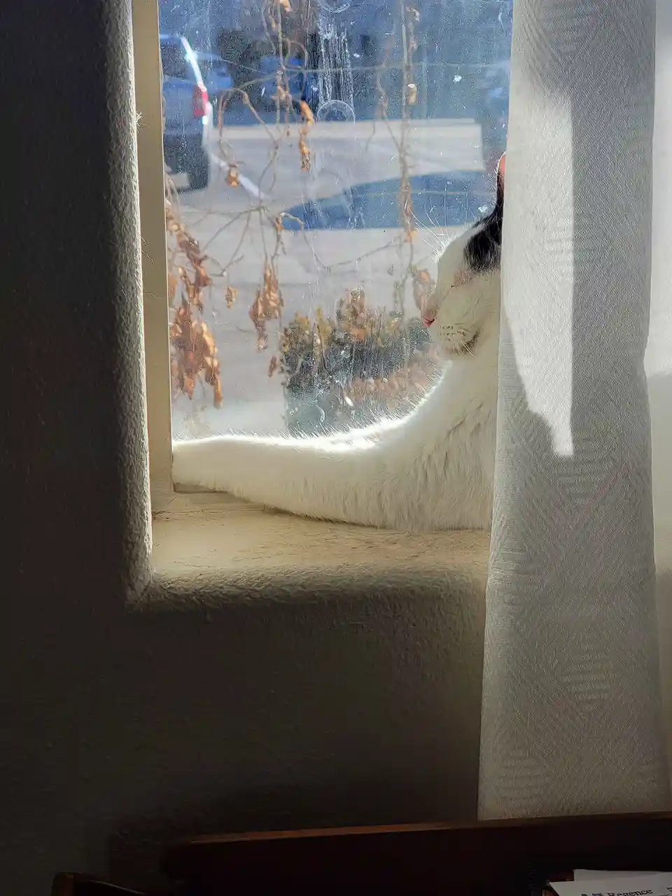 A white cat with a black patch on its head is lounging on a windowsill, basking in sunlight while partially obscured by a…