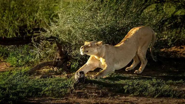 A lioness stretches awake from a long summer nap, easing into action after 15 hours or more of sleep, less than their male…