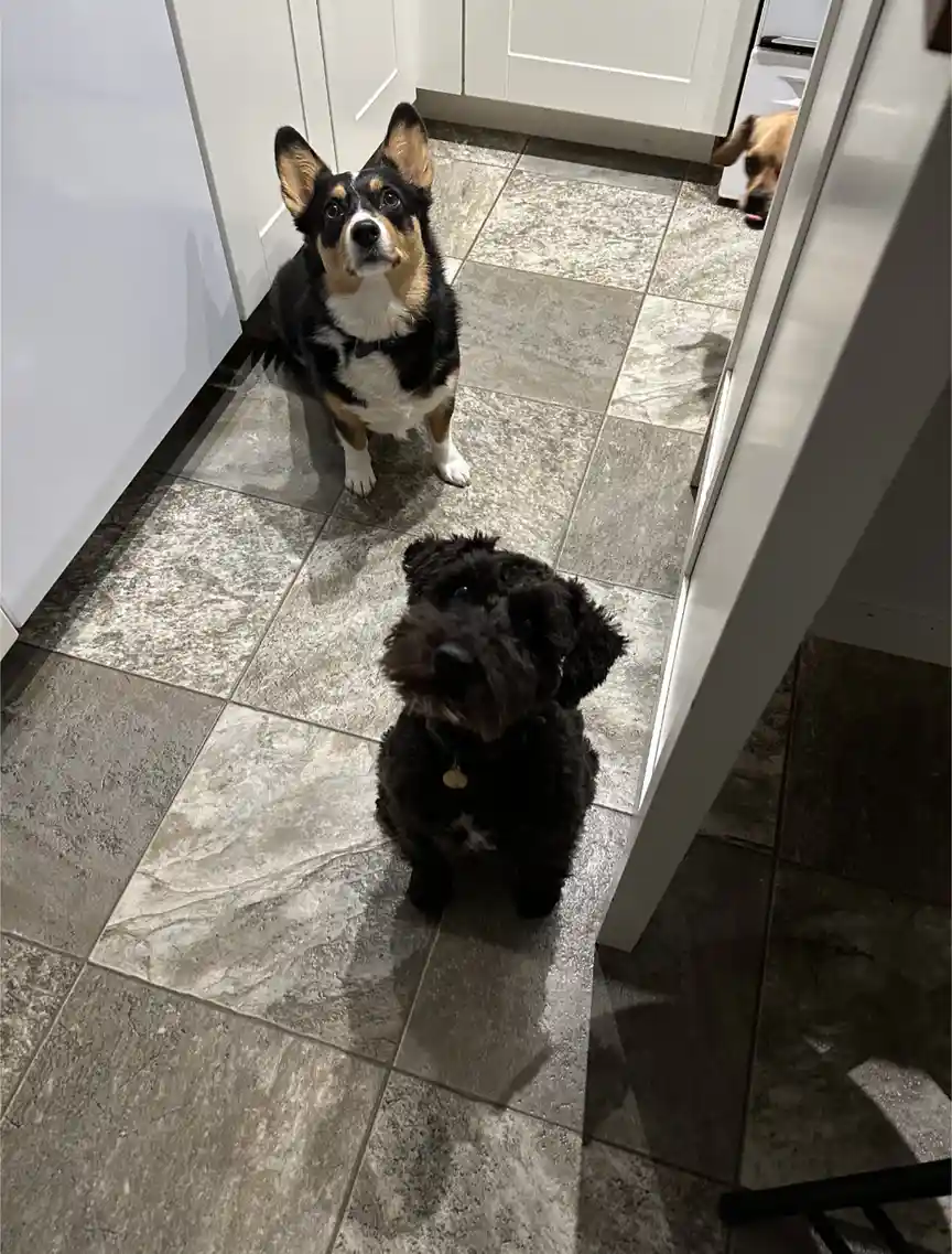 Three dogs are in a kitchen with tiled floors and white cabinets. One black and tan corgi sits in the foreground looking up…