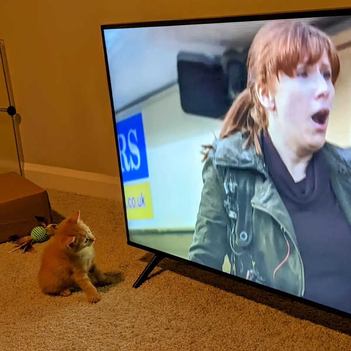A small orange kitten sits on a carpeted floor, looking up at a television screen that displays a woman with red hair and an…