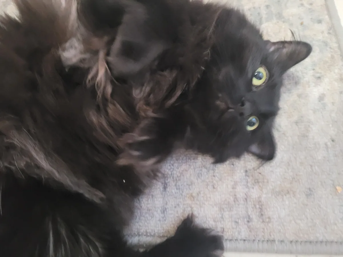 A fluffy black cat with bright yellow-green eyes lies on its side on a light-colored carpet, looking up at the camera with a…