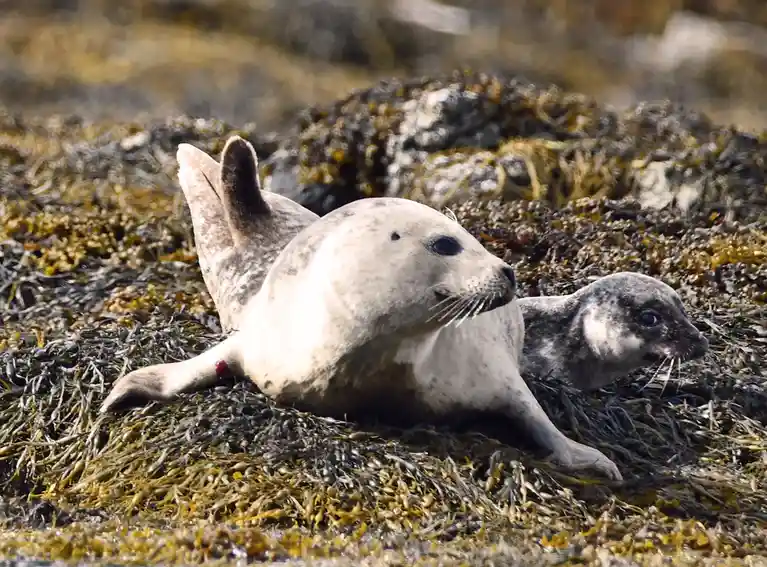 A Heartwarming Moment: A Seal and Her Pup on the Isle of Mull