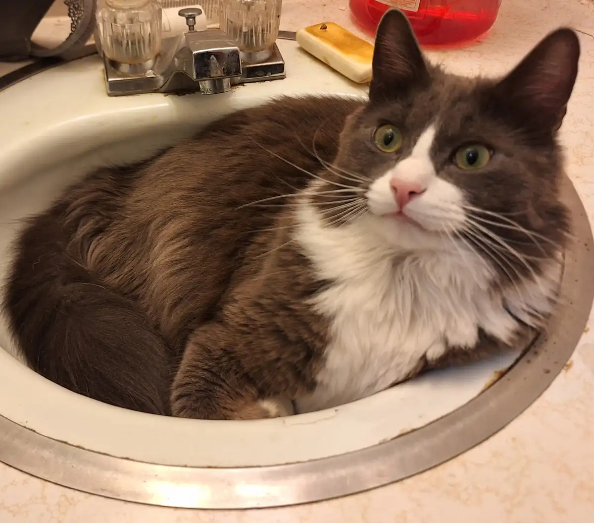 Why Cats Deserve to Be Considered Liquids