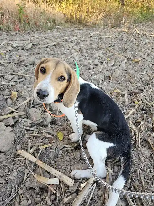 A young beagle puppy with tan, black, and white fur sits on dirt and straw, looking directly at the camera with large…