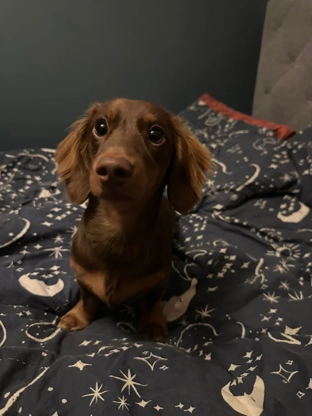 Noodle's Adorable First Haircut Experience