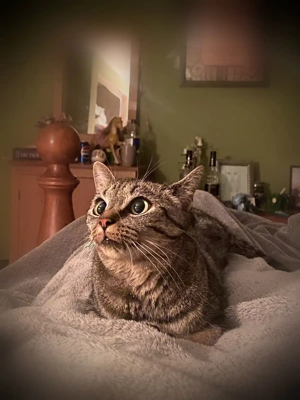 A tabby cat with wide, startled eyes sits on a grey blanket, looking upward in apparent fear. The background shows a dimly…