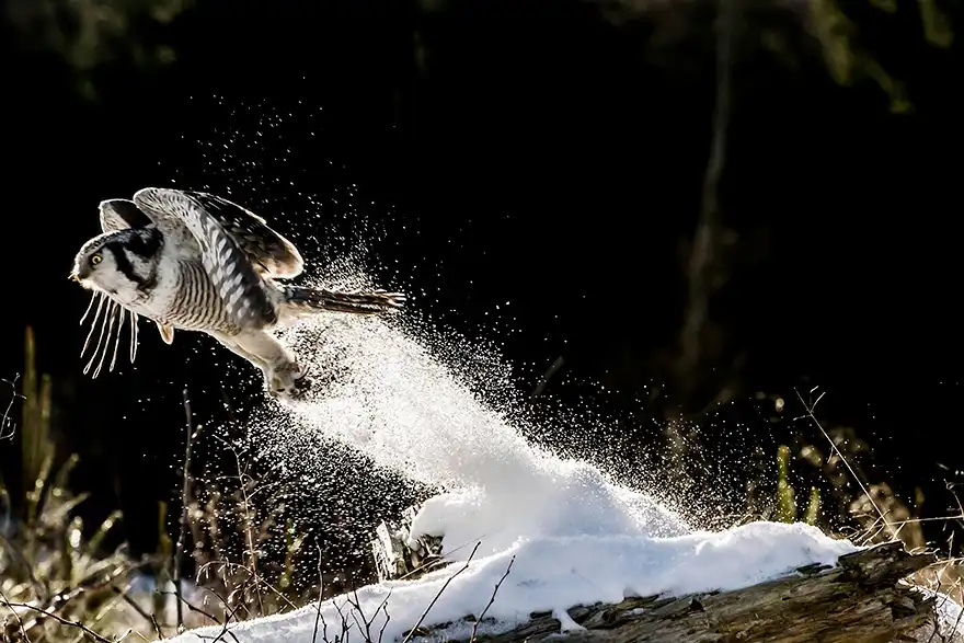 A snowy owl is captured mid-air, taking off from a snow-covered log, kicking up a spray of snow particles. The bird's wings…