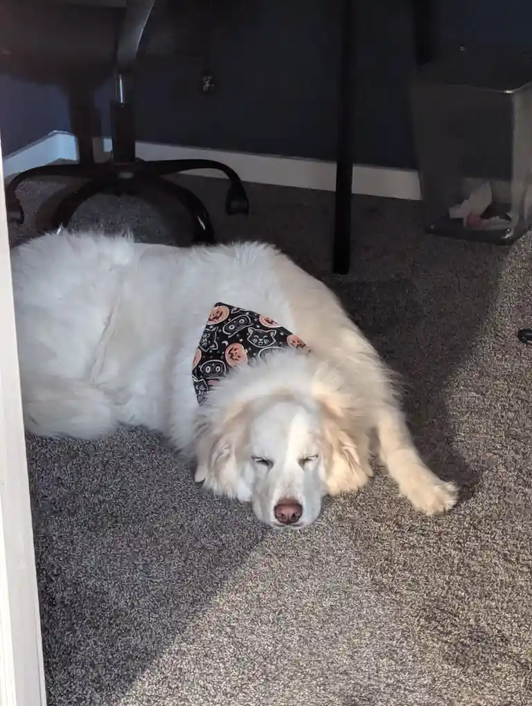 A fluffy white dog is lying on a gray carpet, wearing a black Halloween-themed bandana with pumpkins and cats, appearing…
