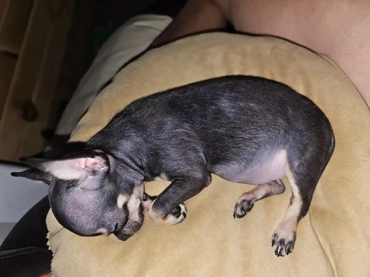 A small black and tan dog is curled up sleeping on a person's lap, which is covered by a tan blanket. The dog's eyes are…