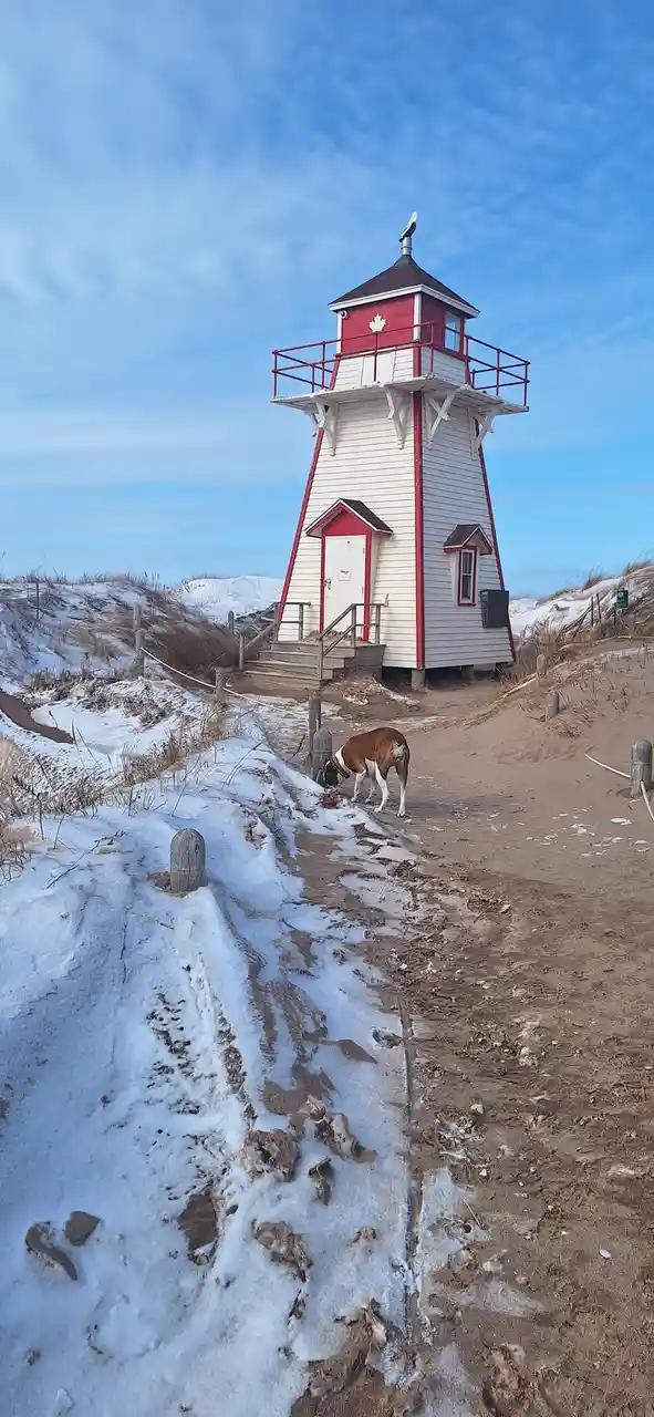 A brown and white dog is sniffing at melting snow near a red and white lighthouse on a snowy beach. The lighthouse has a…