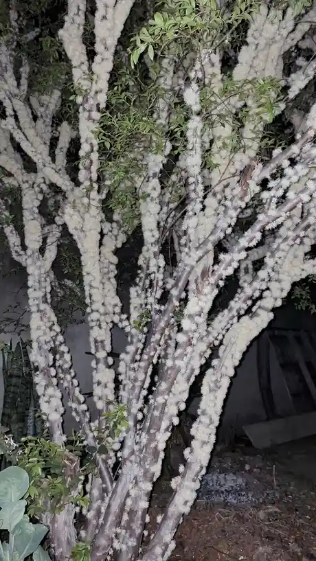 Jaboticabeira Blossoms in Full Glory