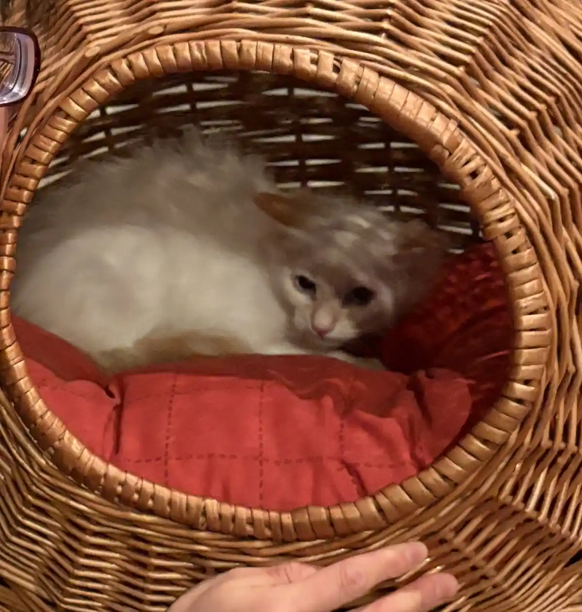 A fluffy white cat with dark eyes is curled up inside a round wicker basket lined with a red quilted cushion. A person's…