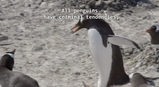 A penguin stands on a rocky beach with other penguins nearby, looking sideways while holding a small object in its beak…