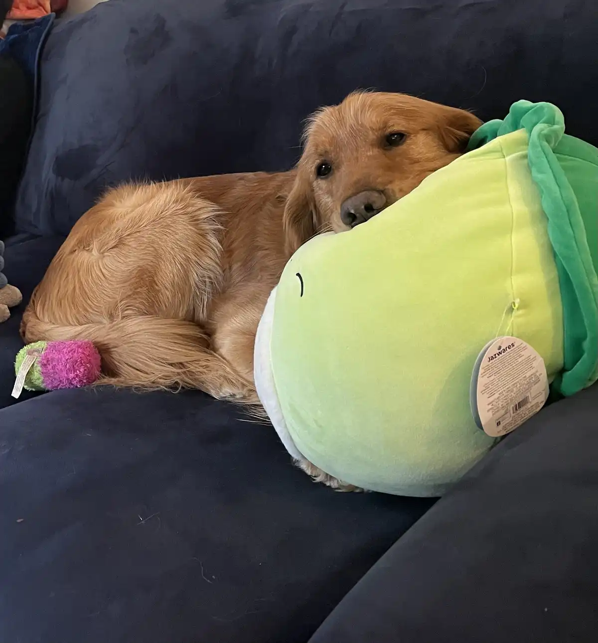 A golden retriever dog is curled up on a dark blue couch, resting its head on a large, light green plush toy that resembles…