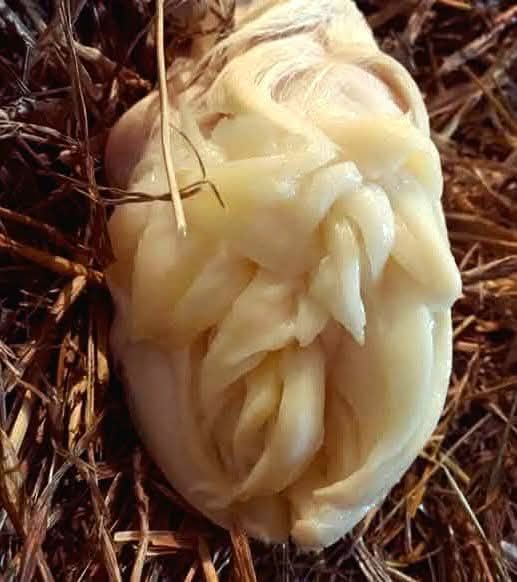 A close-up image shows a pale, fleshy, tangled mass resembling a human ear or brain-like structure, resting on dry straw…