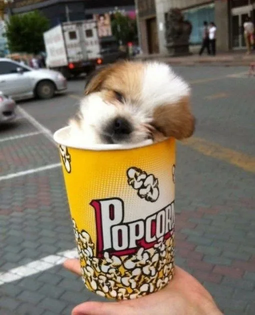 A tiny, fluffy puppy with brown and white fur is peeking out from the top of a yellow popcorn cup held in a person's hand…