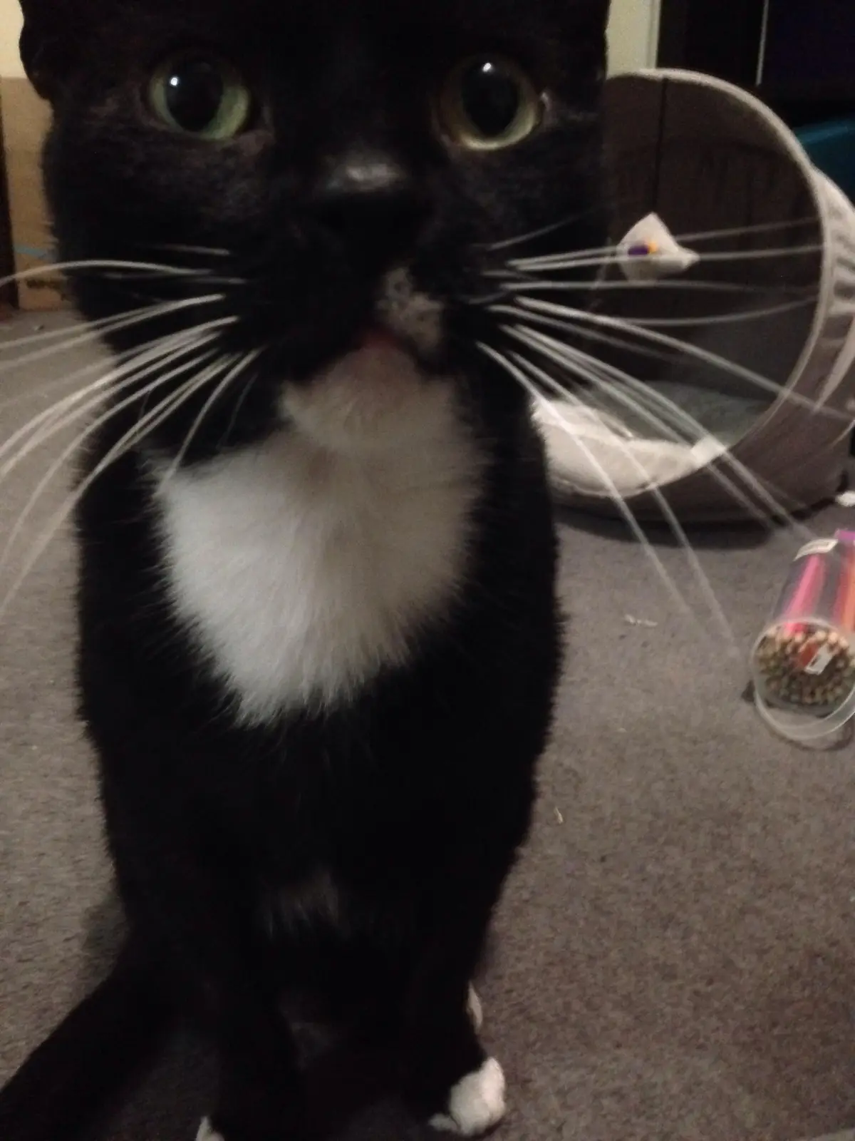 Muffin: The Feline Prince and My Beloved Little Companion
