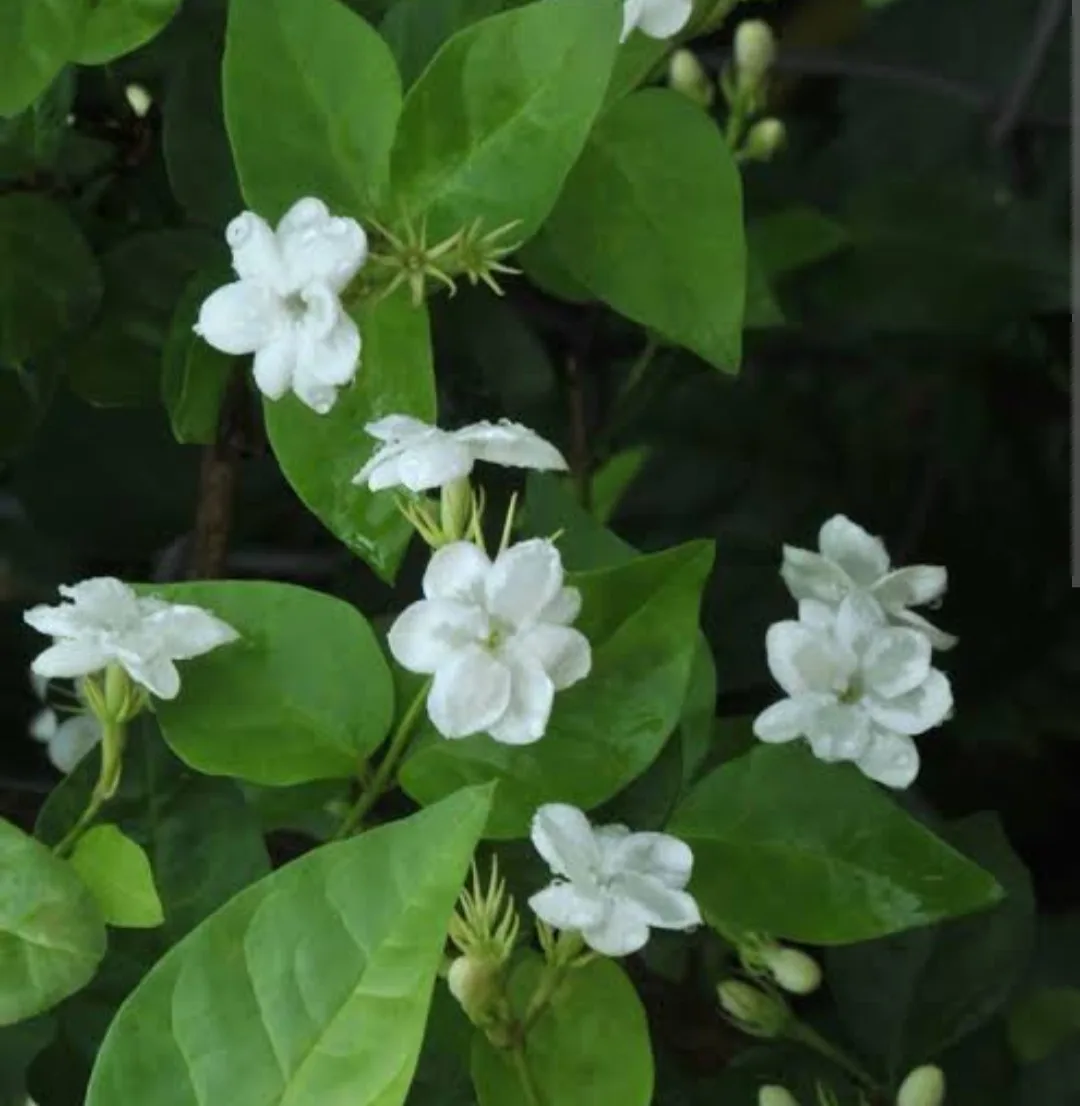 A close-up photo of white jasmine flowers with green leaves, overlaid with the text 'i'm not a flower, i'm a jasmine'.
