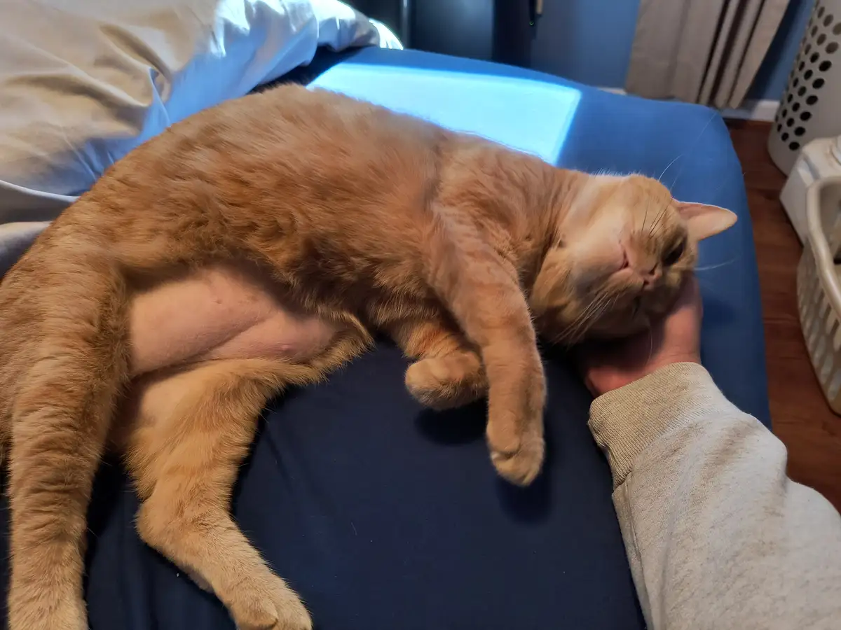 Shay Enjoying Some Love from His Favorite Human!