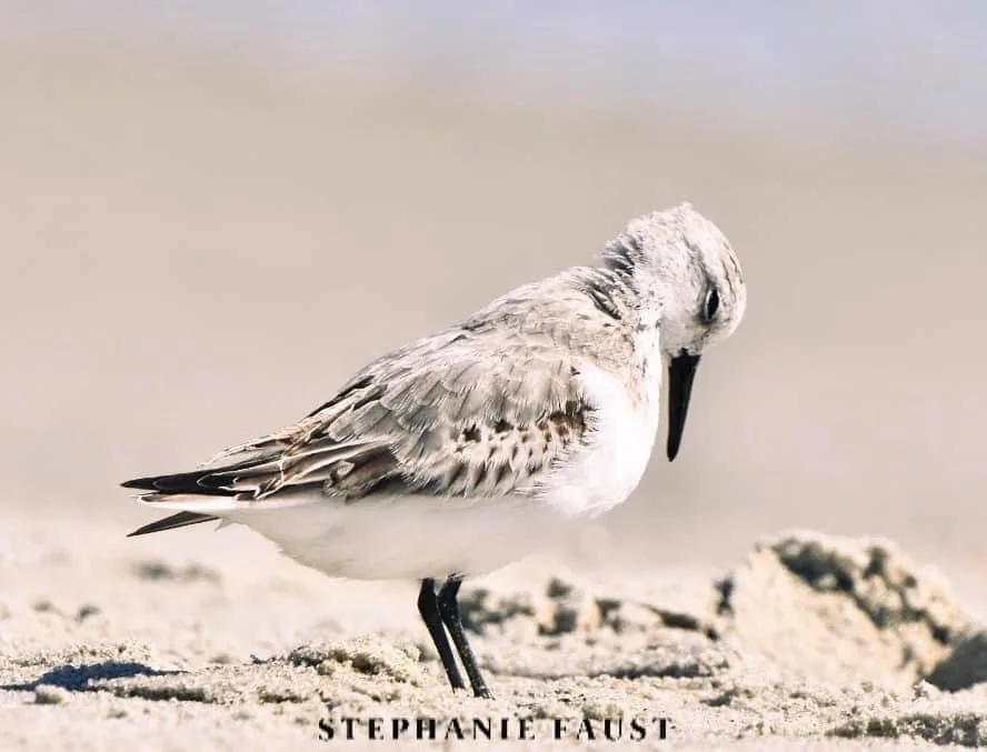 A small shorebird with mottled gray and white feathers stands on sandy ground, its head bowed down in a posture suggesting…