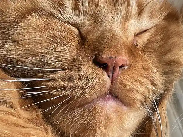 A close-up photo of a fluffy ginger cat with its eyes closed, appearing deeply relaxed or asleep, with its mouth slightly…