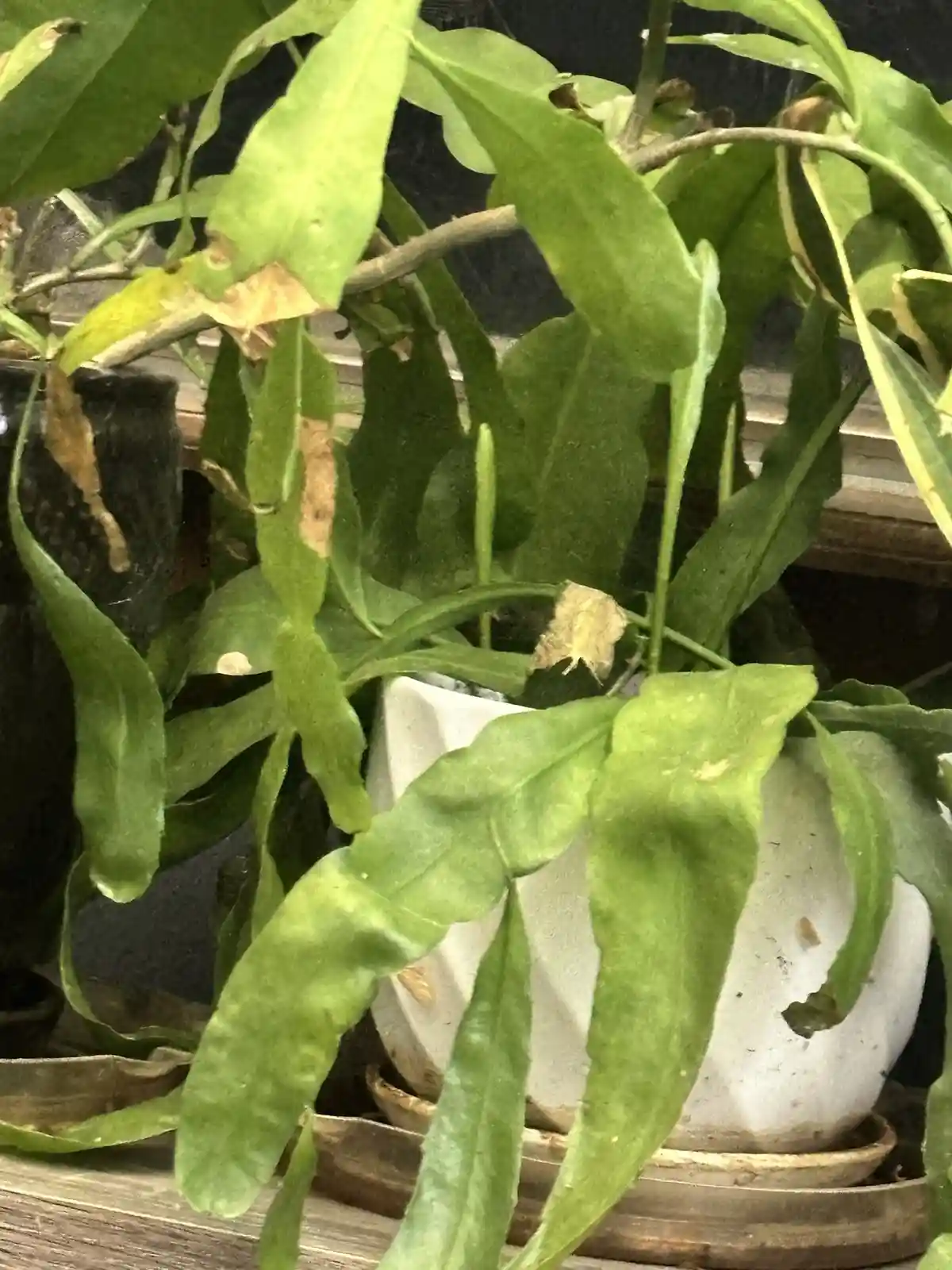 A close-up photo of a potted plant with many green leaves, some of which are yellowing, browning, or wilting at the edges…