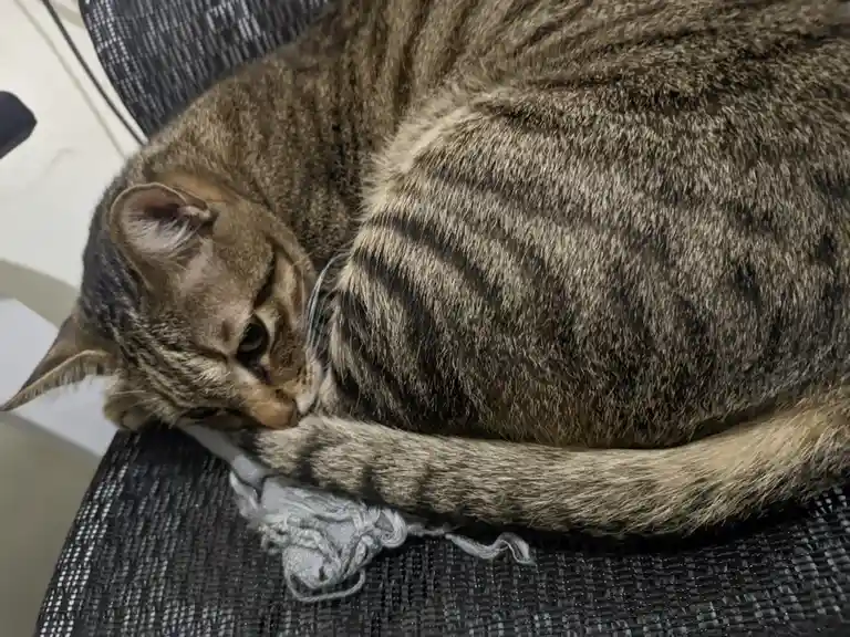 A tabby cat is curled up on a black mesh chair, resting its head on its own tail which is wrapped around a small, crumpled…