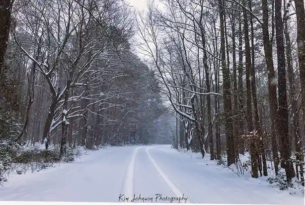 A snowy forest road flanked by bare trees with snow on their branches and the ground, showing tire tracks leading into the…