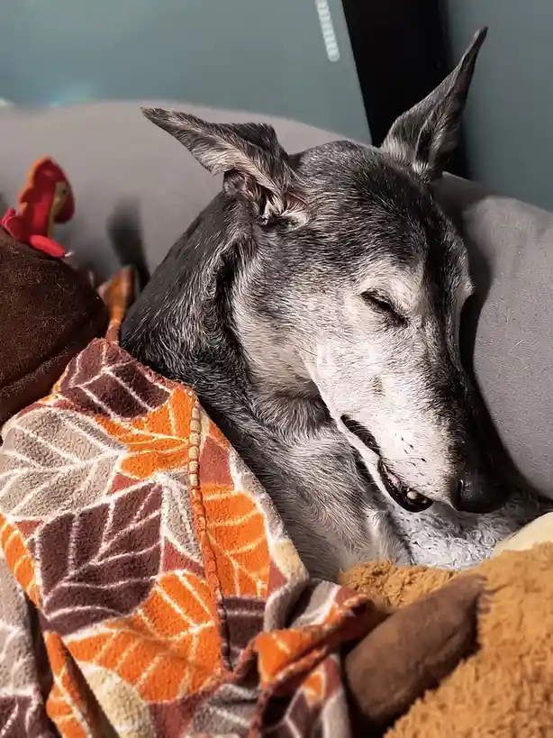 A grey and white dog with pointed ears is sleeping peacefully on a grey couch, partially covered by a blanket with orange…
