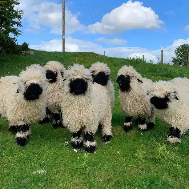 A group of black-faced sheep with curly white wool stand together on a grassy hill under a blue sky with clouds. The…