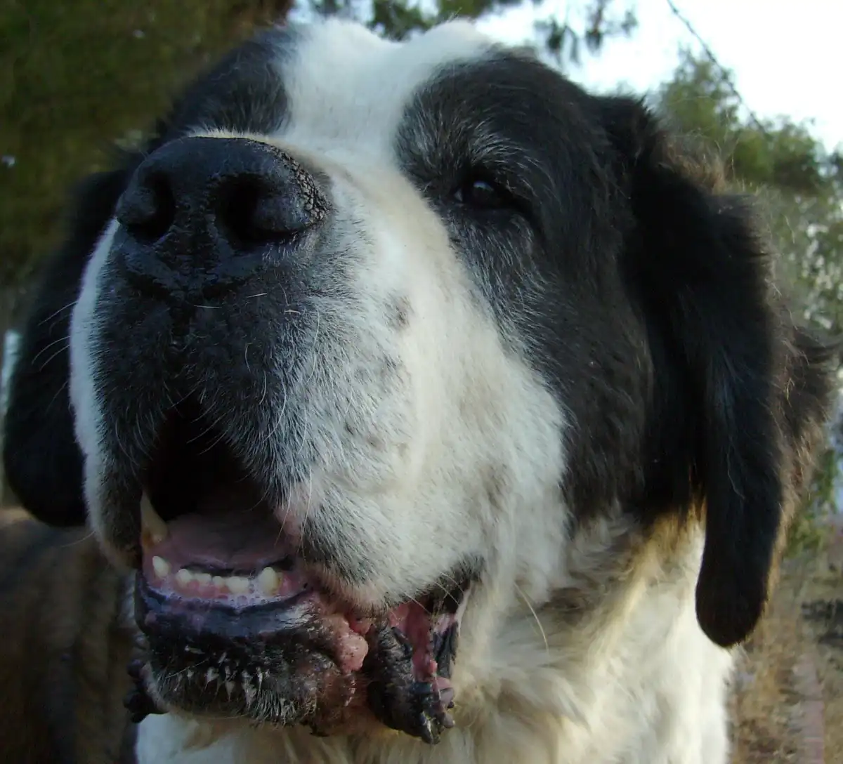 A close-up photo of a black-and-white dog with its mouth open, showing teeth and what appears to be raw meat or bone in its…