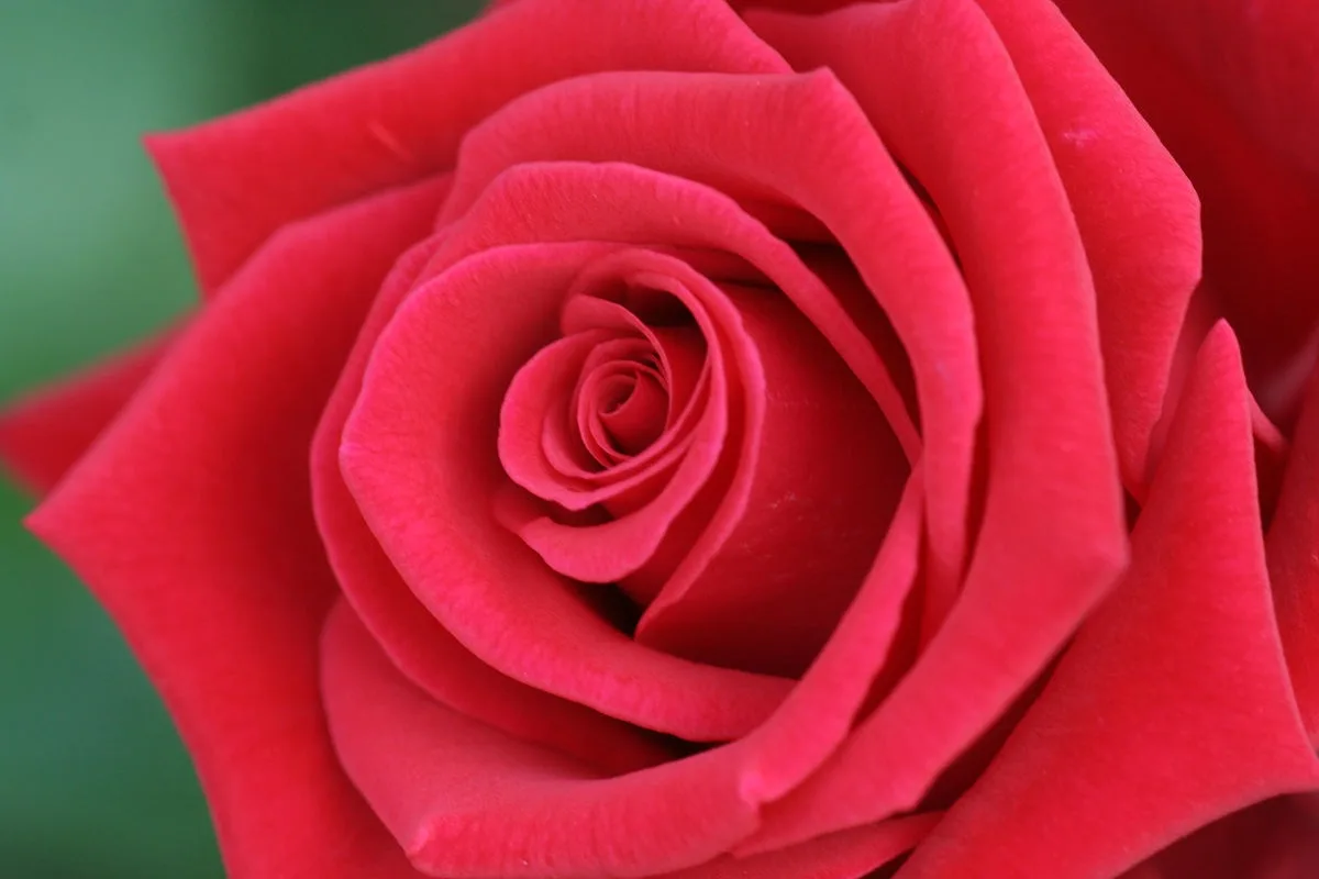 A close-up photograph of a vibrant red rose with tightly curled petals, set against a blurred green background. The image…