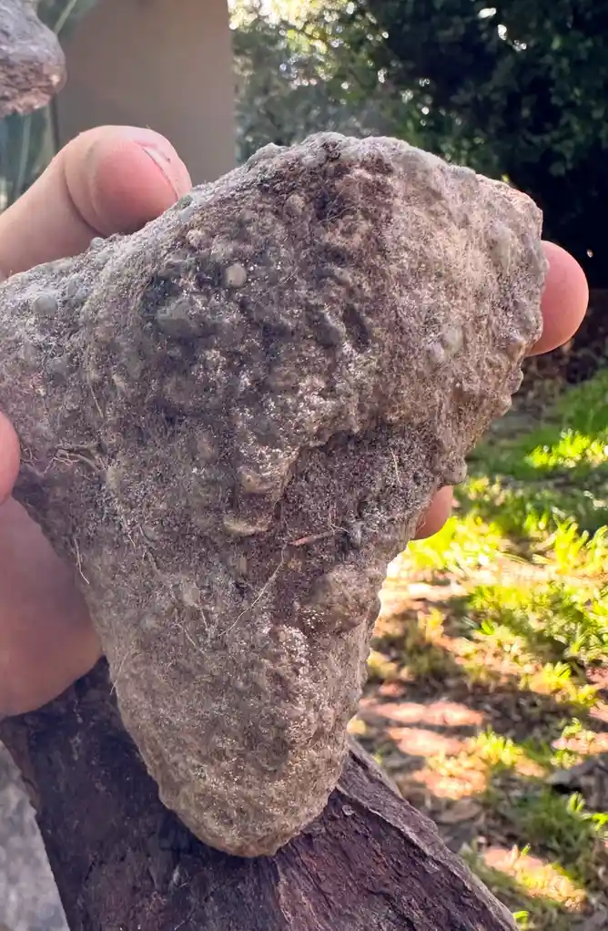 A hand holds a rough, grayish-brown rock with a lumpy, uneven surface covered in small bumps and dirt, outdoors with…