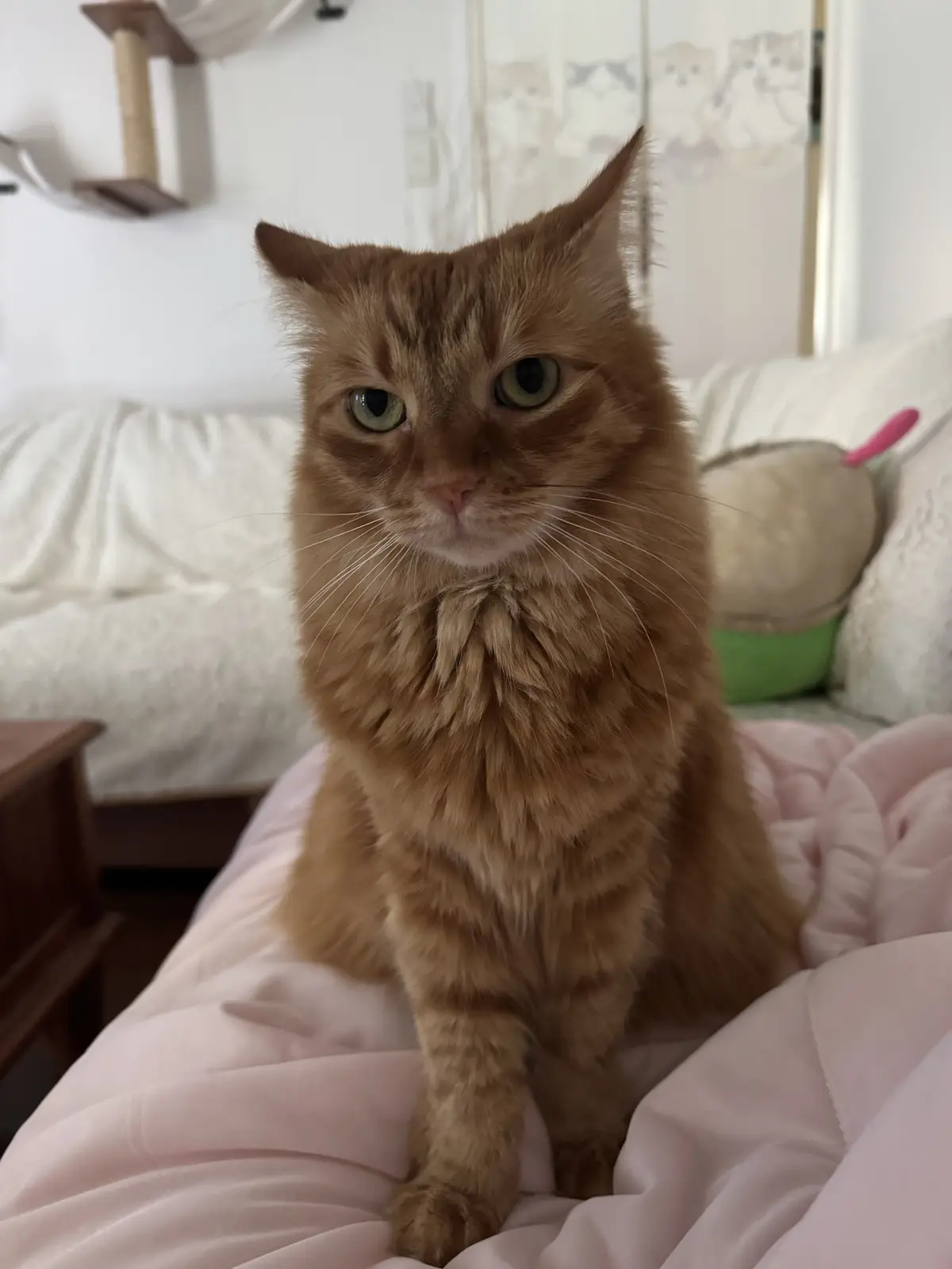 An orange tabby cat with green eyes sits upright on a pink blanket, looking directly at the camera with a serious…