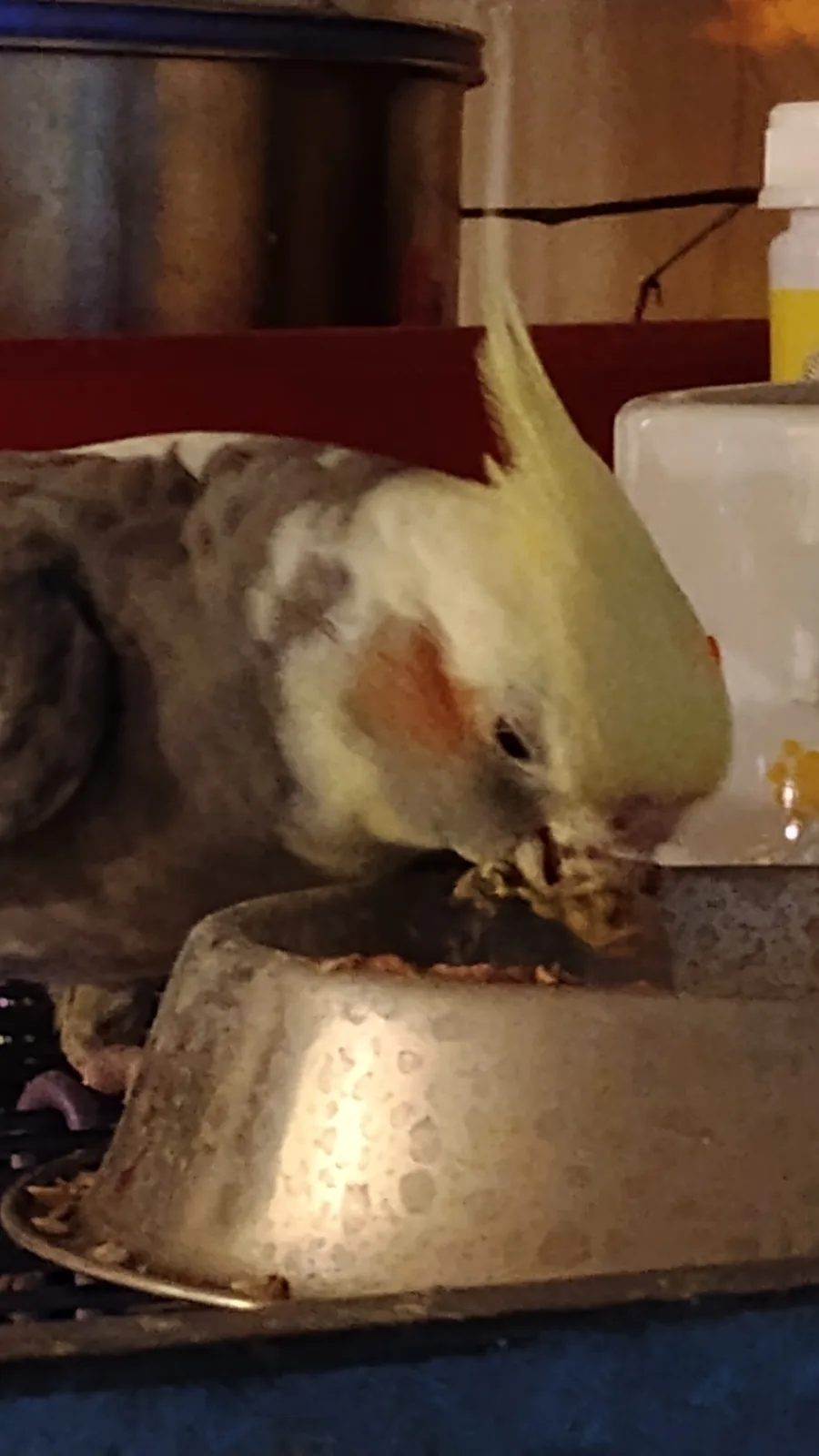 Meet Jackie, our daily birb, enjoying some green beans!