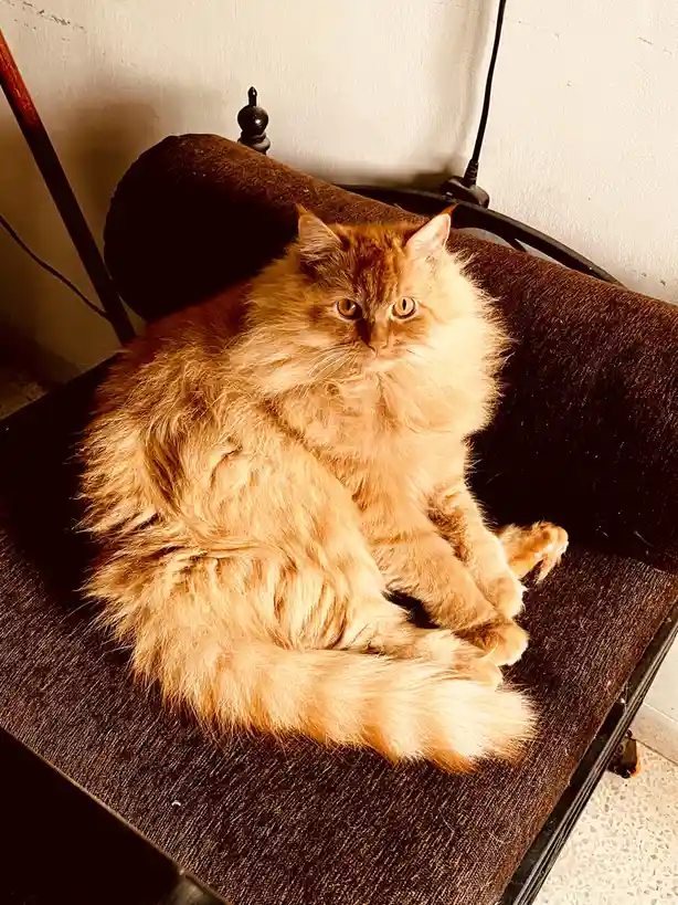 A fluffy, long-haired orange tabby cat sits regally on a dark brown upholstered chair, looking directly at the camera with a…