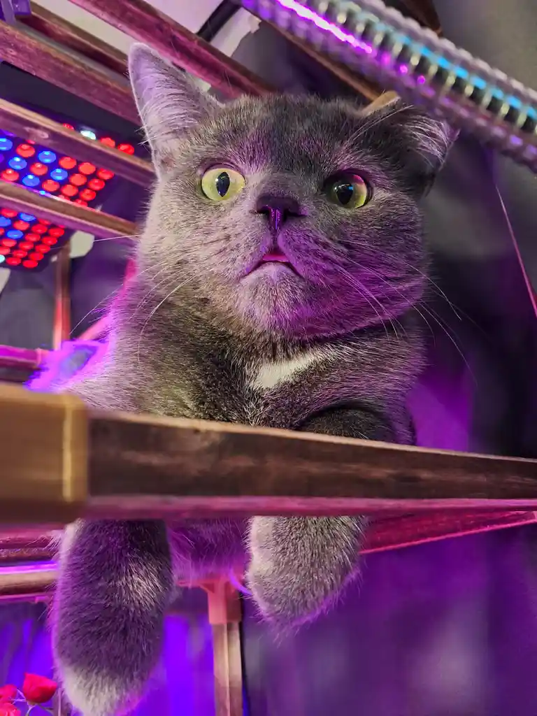 A gray cat with wide, startled eyes peers over a wooden railing in a dimly lit, neon-lit environment with purple and red…