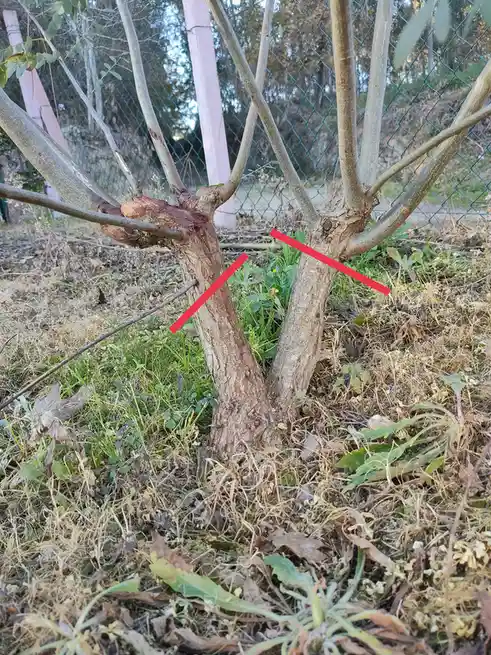 A close-up photo of a tree trunk with two red diagonal lines drawn across it, resembling an 'x' mark, set against a…