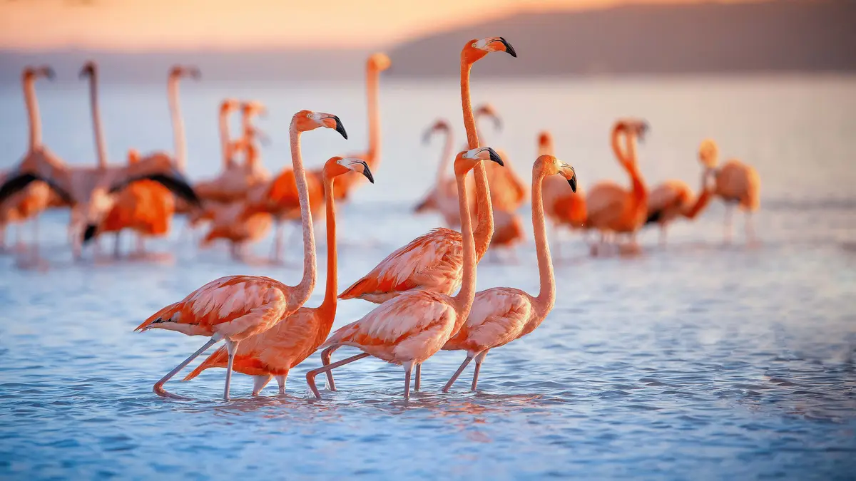 In East Africa's wetlands, a column of Greater flamingos march, their tall stature and light-coloured bills with dark tips a…
