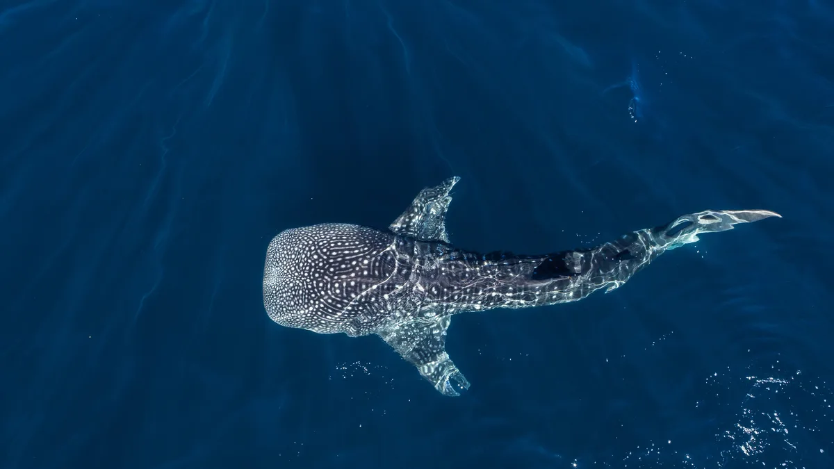 Meet the whale shark, a 15-ton, 40-foot gentle giant. Despite its massive size, it's a filter feeder that gobbles up…