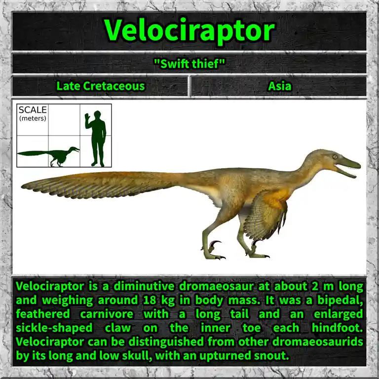 The image displays a detailed illustration of a Velociraptor, a small, feathered, bipedal dinosaur with a long tail and…