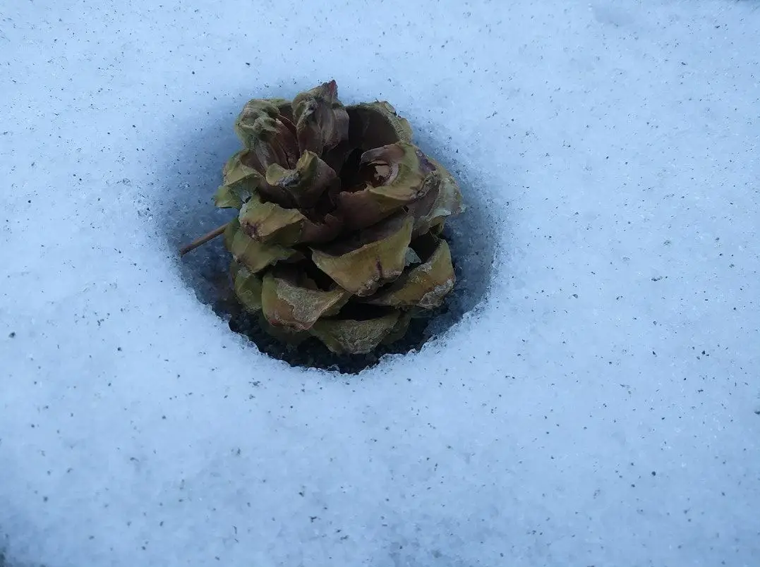 A dried pinecone is centered in a perfectly circular hole dug in snow, with snow surrounding it. The pinecone's scales are…