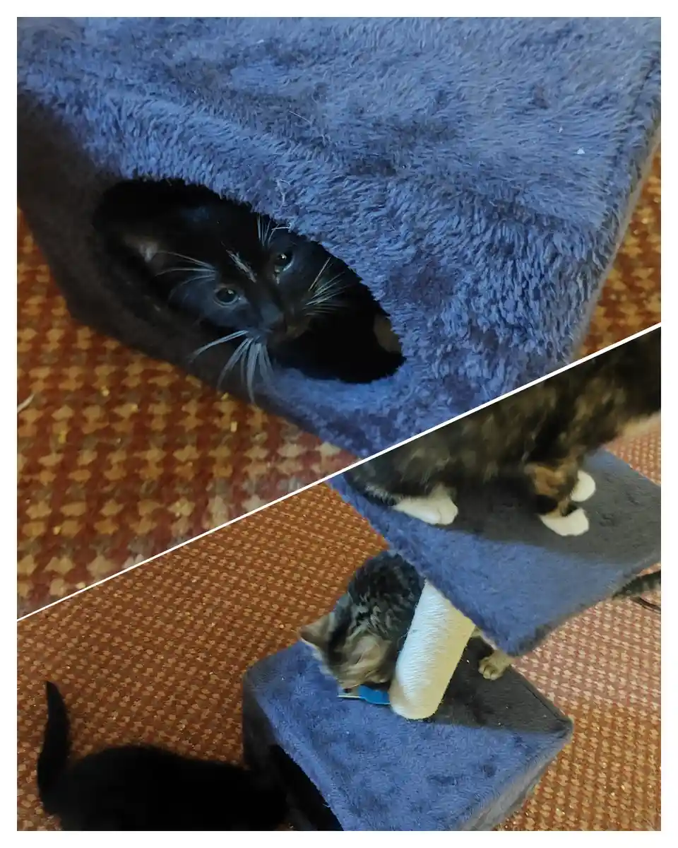 A split image shows a black cat peeking out from a blue cat bed in the top half, while the bottom half shows a tabby cat on…